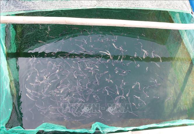 Trong ảnh: Mô hình nuôi cá Bớp trong lồng bè ở Ninh Thuận. Ảnh: Nguyễn Thành – TTXVN