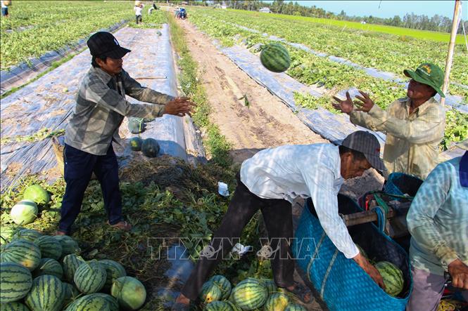 Trong ảnh: Nông dân xã Vĩnh Thuận Tây, huyện Vị Thủy, thu hoạch dưa hấu vụ Tết. Ảnh: Hồng Thái - TTXVN