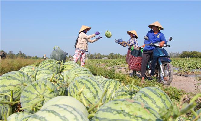 Trong ảnh: Nông dân xã Vĩnh Thuận Tây, huyện Vị Thủy, thu hoạch dưa hấu phục vụ Tết. Ảnh: Hồng Thái - TTXVN