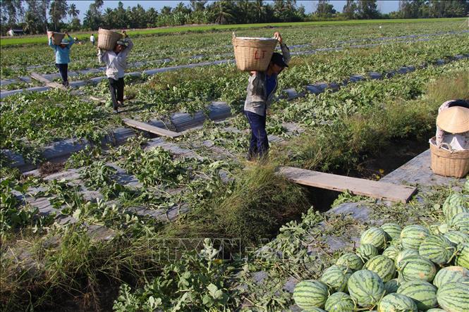 Trong ảnh: Dưa hấu vụ Tết tại Hậu Giang đạt năng suất, chất lượng cao. Ảnh: Hồng Thái - TTXVN