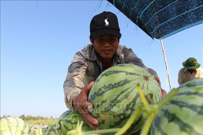 Trong ảnh: Dưa năm nay có chất lượng cao hơn năm trước. Ảnh: Hồng Thái - TTXVN