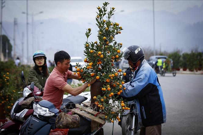 Trong ảnh: Quất cảnh được người dân lựa chọn mua nhiều dịp tết năm nay. Ảnh: Trọng Đạt-TTXVN
