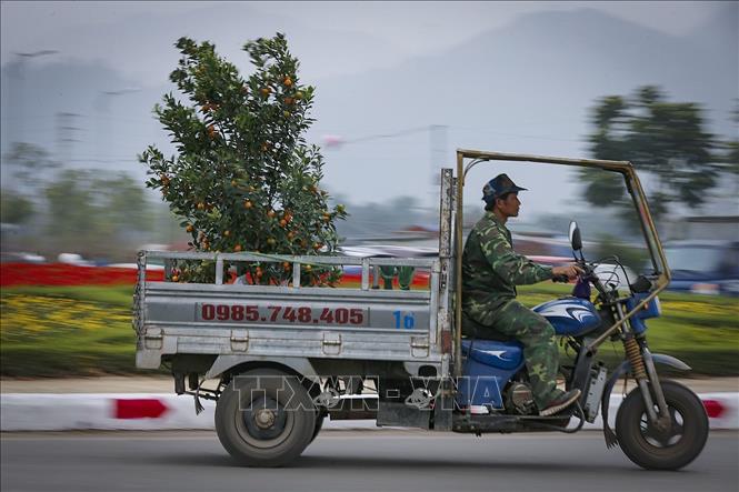 Trong ảnh: Quất cảnh được người dân lựa chọn mua nhiều dịp tết năm nay. Ảnh: Trọng Đạt-TTXVN