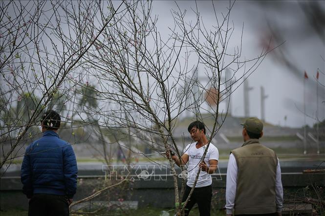 Trong ảnh: Rất nhiều điểm bán cành đào ngày tết ở ngay trước quảng trường Hòa Bình và người dân có thể lựa chọn những cành đào phù hợp với không gian gia đình. Ảnh: Trọng Đạt-TTXVN