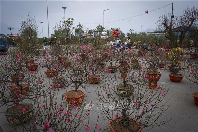 Trong ảnh: Những chậu đào cảnh được bày bán ở quảng trường Hòa Bình. Ảnh: Trọng Đạt-TTXVN