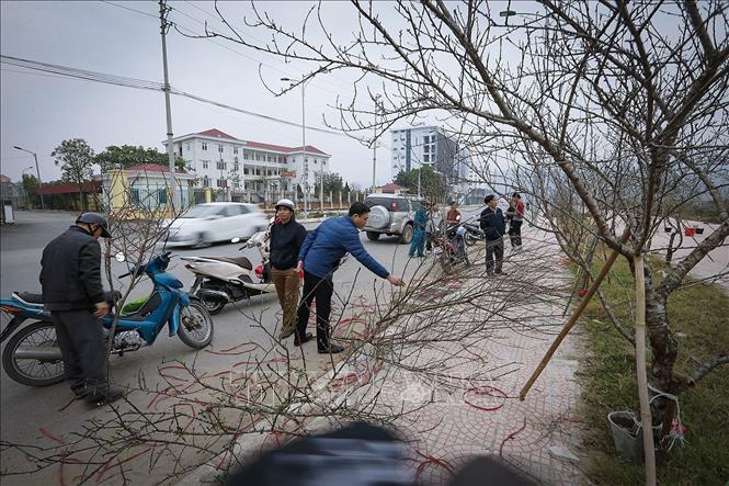 Trong ảnh: Một điểm bán đào và quất cảnh nhộn nhịp ở ngay phía trước quảng trường Hòa Bình. Ảnh: Trọng Đạt-TTXVN