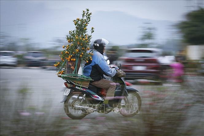 Trong ảnh: Quất cảnh được người dân lựa chọn mua nhiều dịp tết năm nay. Ảnh: Trọng Đạt-TTXVN