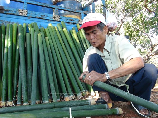 Trong ảnh: Người dân tộc S’tiêng huyên biên giới Bù Gia Mập nấu cơm lam. Ảnh: K GỬIH -TTXVN
