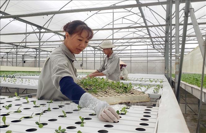 Trong ảnh: Trồng rau ăn lá tại Công ty TNHH Đầu Tư sản xuất và Phát triển nông nghiệp VinEco Tam Đảo. Ảnh: Hoàng Hùng - TTXVN