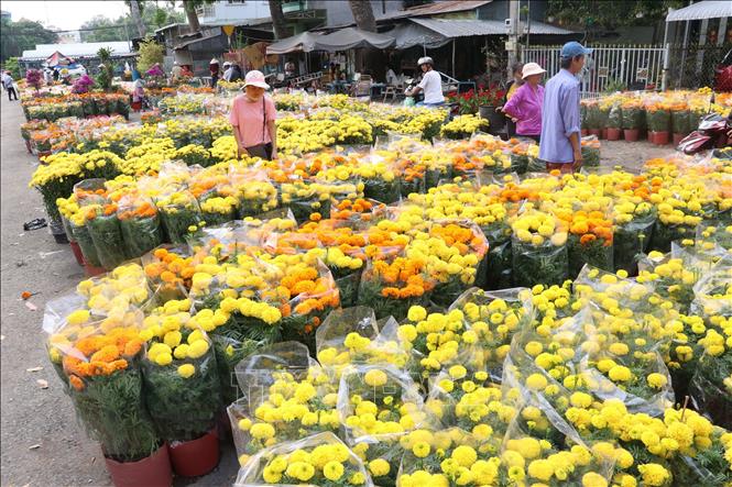 Trong ảnh : Người dân chọn mua hoa, cây cảnh tại thành phố Cao Lãnh.
Ảnh : Nguyễn Văn Trí - TTXVN