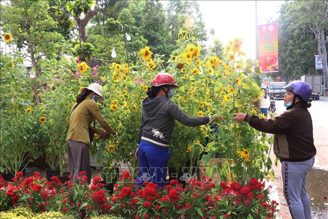 Trong ảnh : Hoa hướng dương 100 ngàn đồng/cây tại Chợ hoa thành phố Cao Lãnh
Ảnh : Nguyễn Văn Trí - TTXVN