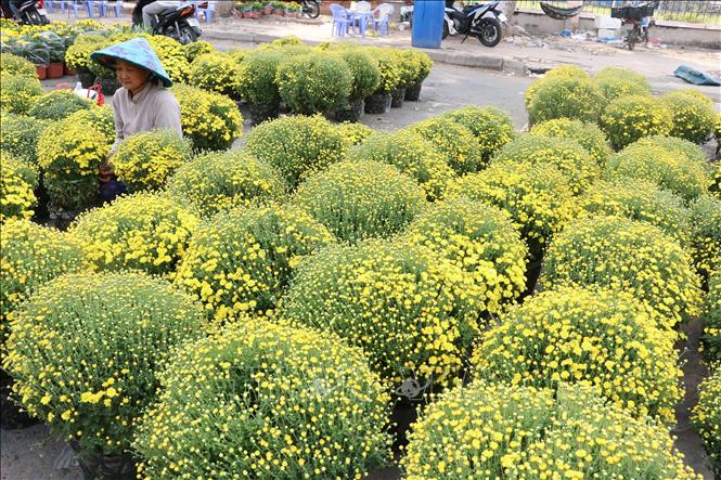Trong ảnh :  Cúc mâm xôi tại Chợ hoa thành phố Cao Lãnh
Ảnh : Nguyễn Văn Trí - TTXVN