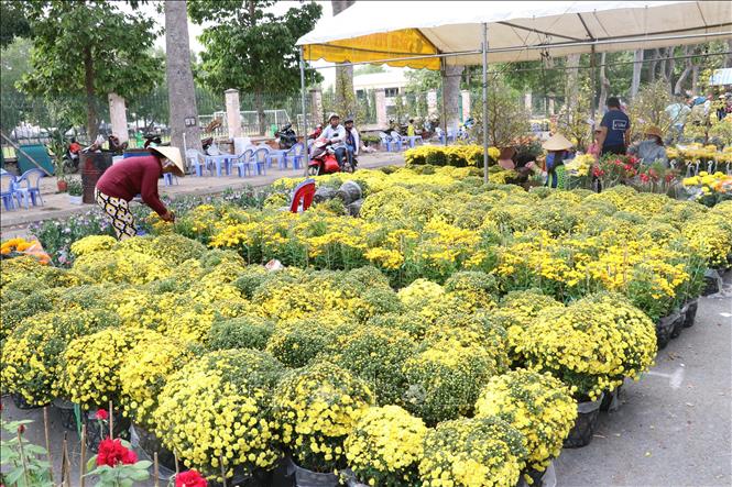 Trong ảnh :  Cúc mâm xôi tại Chợ hoa thành phố Cao Lãnh
Ảnh : Nguyễn Văn Trí - TTXVN
