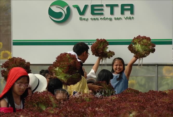 Trong ảnh: Học sinh vui sướng được thu hái rau sạch tại nông trại. Ảnh: Hống Điệp - TTXVN