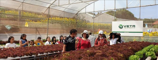 Trong ảnh: Du khách, học sinh tham quan, mua rau về cho gia đình và được trồng thử nghiệm rau thủy canh tại nông trại. Ảnh: Hồng Điệp - TTXVN