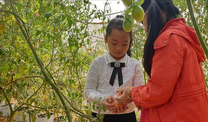 Trong ảnh: Trẻ em thích thú thu hái cà chua tại nông trại. Ảnh: Hồng Điệp - TTXVN 