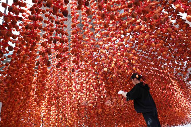 Trong ảnh: Sản phẩm hồng treo trong nhà tại cơ sở hồng sấy Lễ Vân, Đà Lạt (Lâm Đồng). Ảnh: TTXVN