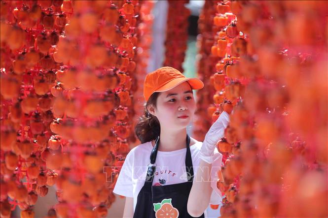 Trong ảnh: Sản phẩm hồng treo trong nhà tại cơ sở hồng sấy Lễ Vân, Đà Lạt (Lâm Đồng). Ảnh: TTXVN