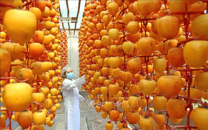 Trong ảnh: Sản phẩm hồng treo trong nhà tại cơ sở hồng sấy Lễ Vân, Đà Lạt (Lâm Đồng). Ảnh: TTXVN