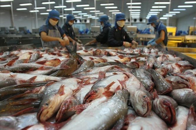 Các mặt hàng Việt Nam xuất khẩu chủ yếu sang Nga bao gồm: điện thoại, máy vi tính, sản phẩm điện tử, hàng dệt may, giày dép, thủy sản. Trong ảnh: Thủy sản là một trong 2 mặt hàng xuất khẩu của Việt Nam (cùng với dệt may) rất được người Nga ưa chuộng. Ảnh: Huy Hùng – TTXVN