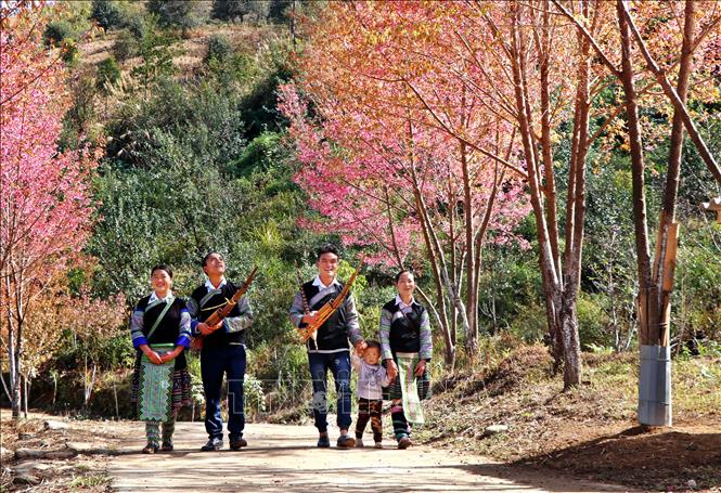 Trong ảnh: Vào những dịp lễ tết, những nam thanh nữ tú người Mông lại cùng nhau chơi hội, du xuân dưới những tán hoa Tớ Dày. Ảnh: TXVN

