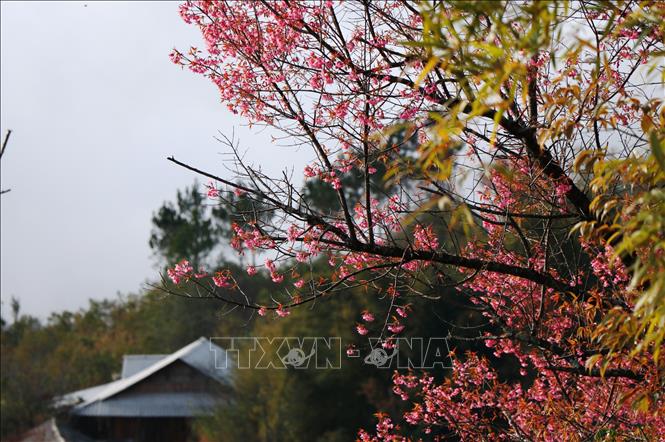 Trong ảnh: Đồng bào Mông nơi đây cho biết: cách đây khoảng 300 năm, khi đến định cư nơi đây thì đã có loại hoa Tớ Dày. Ảnh: Tuấn Anh - TTXVN

