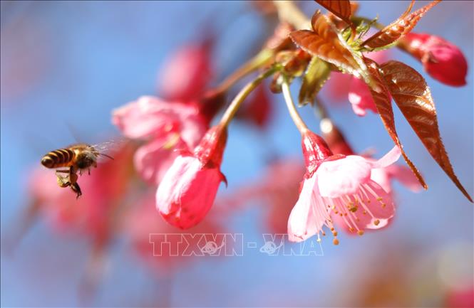 Trong ảnh: Hoa Tớ Dày có một vẻ đẹp riêng và quyến rũ. Ảnh: TTXVN

