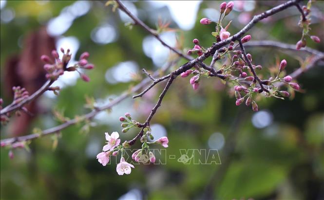  Trong ảnh: Hoa Tớ Dày thường nở vào cuối năm dương lịch trước hoa đào khoảng một tháng. Ảnh: TTXVN

