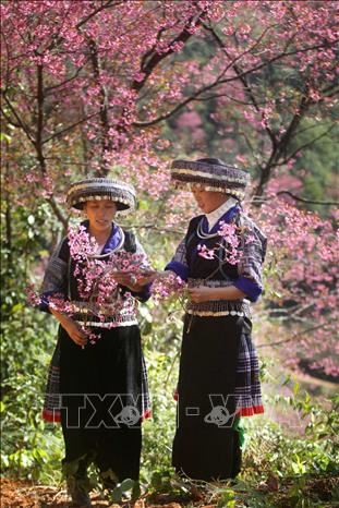  Trong ảnh: Vào những dịp lễ tết, những nam thanh nữ tú người Mông lại cùng nhau chơi hội, du xuân dưới những tán hoa Tớ Dày. Ảnh: TXVN