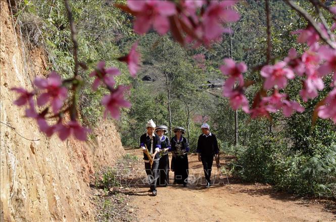  Trong ảnh: Vào những dịp lễ tết, những nam thanh nữ tú người Mông lại cùng nhau chơi hội, du xuân dưới những tán hoa Tớ Dày. Ảnh: TXVN
