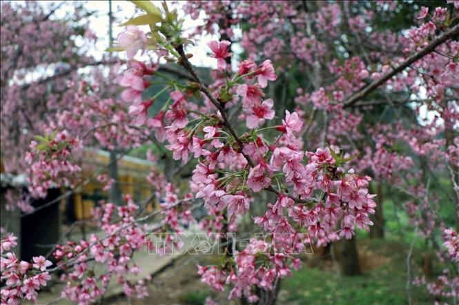  Trong ảnh: Hoa Tớ Dày có năm cánh hồng với nhụy dài đỏ rực nở. Ảnh: TTXVN

