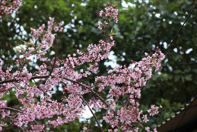  Trong ảnh: Hoa Tớ Dày thường nở vào cuối năm dương lịch trước hoa đào khoảng một tháng. Ảnh: TTXVN

