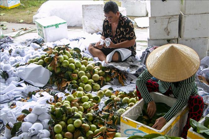 Sản xuất theo quy trình VietGAP, vú sữa của HTX Trường Khương A, huyện Phong Điền có giá cao hơn thị trường 10.000 đồng/kg. Ảnh: Thanh Liêm - TTXVN