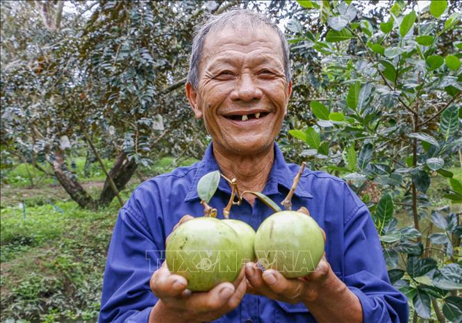 Ông Nguyễn Văn Thọ, nông dân HTX Trường Khường A, huyện Phong Điền vui mừng vì vú sữa bao trái được giá. Vụ 2019, 1 ha trồng vú sữa của ông Thọ cho thu nhập hơn 200 triệu đồng. Ảnh: Thanh Liêm - TTXVN