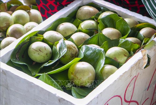 Vú sữa xuất khẩu sau khi hái, từng trái được bọc trong lá lục bình xếp vào thùng xốp để bảo quản, tránh bị dập trong quá trình vận chuyển. Ảnh: Thanh Liêm - TTXVN