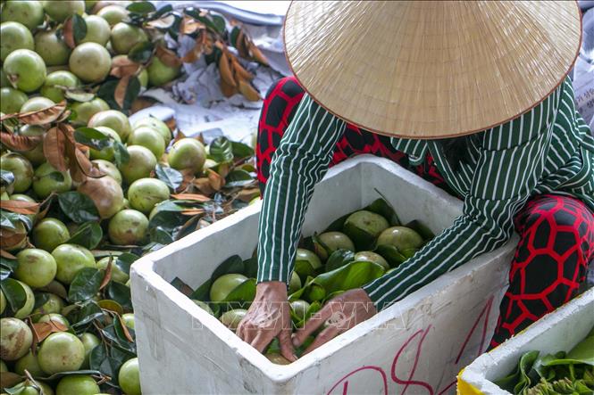 Vú sữa xuất khẩu sau khi hái, từng trái được bọc trong lá lục bình xếp vào thùng xốp để bảo quản, tránh bị dập trong quá trình vận chuyển. Ảnh: Thanh Liêm - TTXVN
