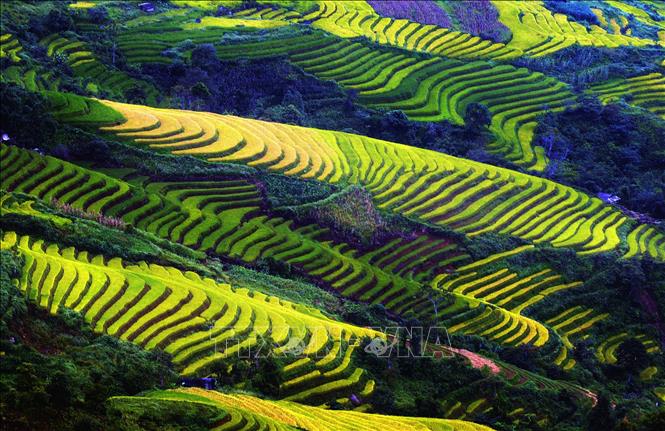 Trong ảnh: Ruộng bậc thang - Nét đẹp văn hóa và công trình nghệ thuật độc đáo của đồng bào các dân tộc vùng cao phía Bắc. Ảnh: TTXVN

