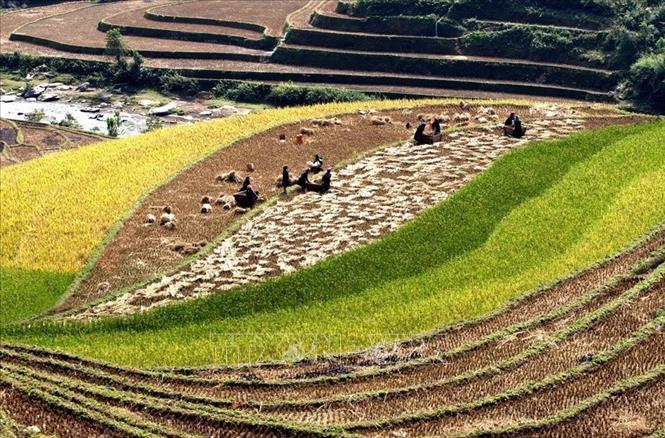 Trong ảnh: Mùa gặt trên những thửa ruộng bậc thang huyện Mù Cang Chải (Yên Bái). Ảnh: TTXVN

