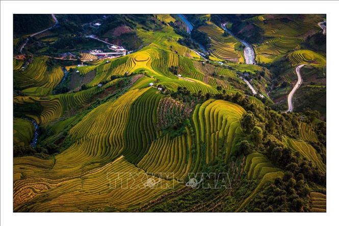 Trong ảnh: Rực rỡ mùa vàng Mù Cang Chải. Ảnh: TTXVN

