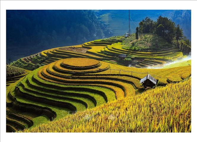 Trong ảnh: Ruộng bậc thang Mù Cang Chải vào mùa lúa chín. Ảnh: TTXVN

