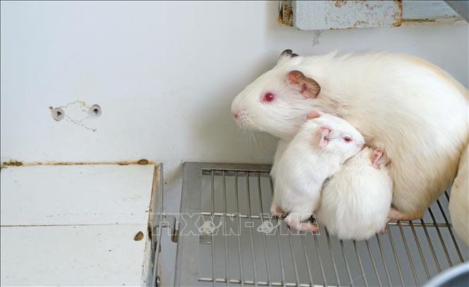 Trong ảnh: Một con chuột lang mẹ đang cho đàn con bú tại chuồng nuôi. Ảnh: Nguyễn Dũng - TTXVN