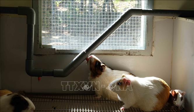 Trong ảnh: Mỗi chuồng nuôi chuột lang được thiết kế có hệ thống cung cấp nước uống, cửa sổ kính để chuột sưởi nắng. Ảnh: Nguyễn Dũng - TTXVN