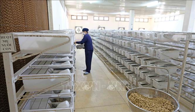 Trong ảnh: Phòng nuôi chuột bạch được cách ly với bên ngoài và được bố trí hệ thống quạt máy, cửa sổ thông thoáng giúp đàn chuột có môi trường sống tốt nhất. Ảnh: Nguyễn Dũng – TTXVN