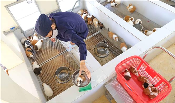 Trong ảnh: Cứ sau 6 tháng, đàn chuột lang con sẽ được “xuất chuồng” để cung cấp cho các cơ sở y tế, đơn vị nghiên cứu trong cả nước. Ảnh: Nguyễn Dũng – TTXVN