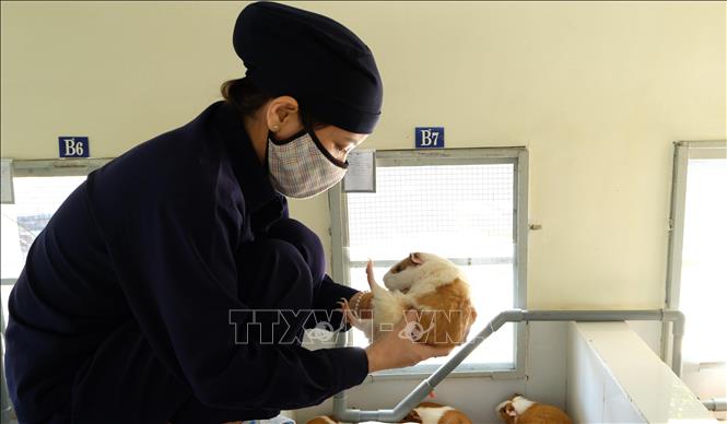 Trong ảnh: Kỹ sư chăn nuôi thú y Lê Thị Thu Hà (Phó trưởng Trại chăn nuôi Suối Dầu) kiểm tra từng con chuột lang để phòng ngừa mầm bệnh. Ảnh: Nguyễn Dũng - TTXVN