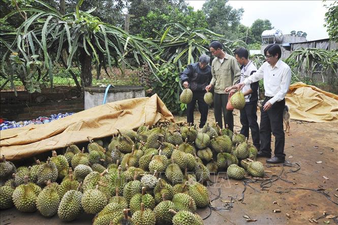 Trong ảnh: Nông dân KBang thu hoạch sầu riêng. Ảnh: Hoài Nam - TTXVN