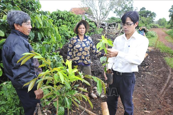 Trong ảnh: Cán bộ nông nghiệp huyện KBang hướng dẫn cho bà con nông dân trồng và chăm sóc cây ăn quả. Ảnh: Hoài Nam - TTXVN