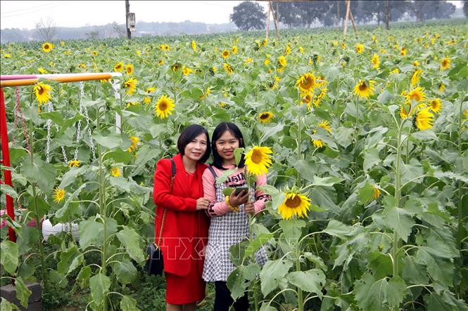 Trong ảnh: Người dân đến ghi lại những khoảng khắc tươi đẹp và hành phúc của cuộc đời tại vườn hoa Hướng dương. Ảnh: Trịnh Bang Nhiệm - TTXVN