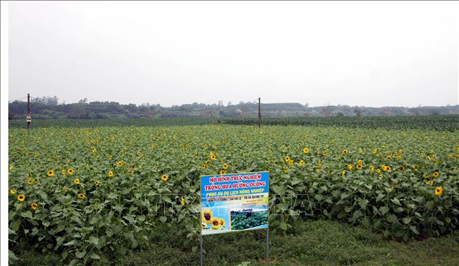 Trong ảnh: Một góc vườn hoa Hướng dương của chị Trần Thị Kim Phúc. Ảnh: Trịnh Bang Nhiệm - TTXVN