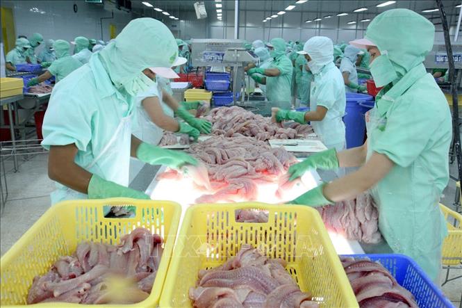 Ba Lan là một trong những đối tác thương mại hàng đầu của Việt Nam tại Đông Âu. Việt Nam xuất khẩu sang Ba Lan chủ yếu các nhóm hàng máy vi tính, sản phẩm điện tử và linh kiện; Máy móc, thiết bị, dụng cụ, phụ tùng; Hàng dệt, may; Sản phẩm từ sắt thép; Sản phẩm nhựa…Trong ảnh: Công ty Cổ phần Tô Châu (Tổng công ty Lương thực miền Nam) chế biến cá tra/basa filet xuất khẩu theo qui trình công nghiệp tiên tiến, xuất khẩu sang Ba Lan. Ảnh: Đình Huệ - TTXVN

